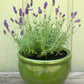 Lavender Container French Perfume
