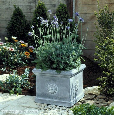 Lavender Fernleaf Multifida