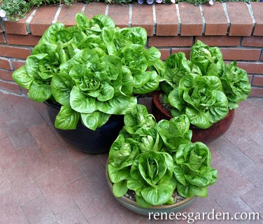 Lettuce Container Jade Gem Organic