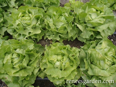 Lettuce Butterhead Kragraner Sommer Organic
