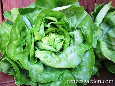 Lettuce Bibb Matilda Organic