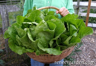 Lettuce Jericho Romaine