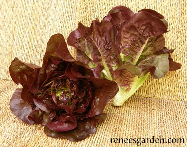Lettuce Container Romaine Ruby Gem
