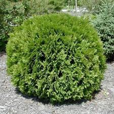 Little Giant Cedar 2G