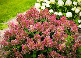 Hydrangea-Little Quick Fire 2G