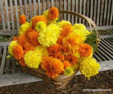 Marigold Giant Bouquet Orange & Yellow Beast