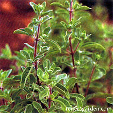 Marjoram Sweet Heirloom