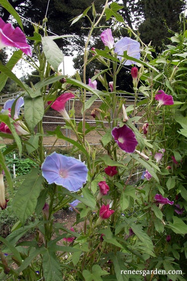 Morning Glory Early Call