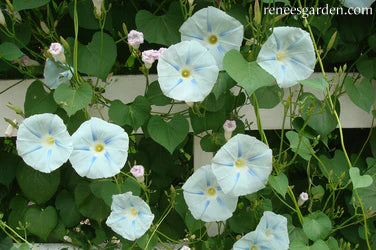 Morning Glory Glacier Star