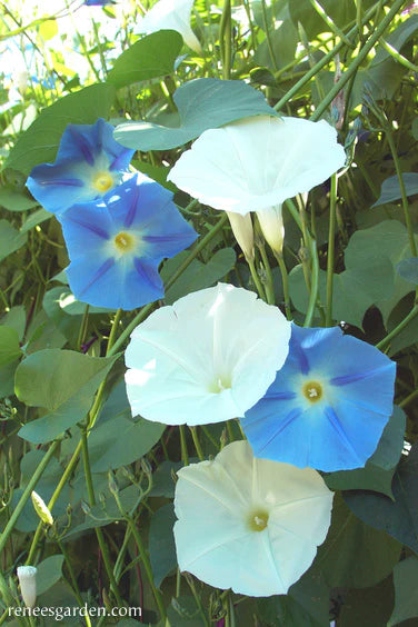 Morning Glory Mailbox Mix