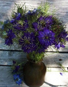 Nigella Persian Violet