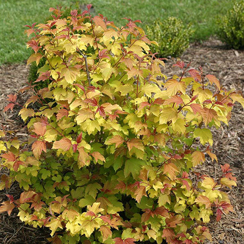 Viburnum Oh Canada™ Cranberry 2G