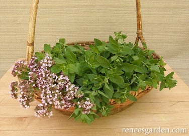 Oregano Italian Purple Blossom Heirloom