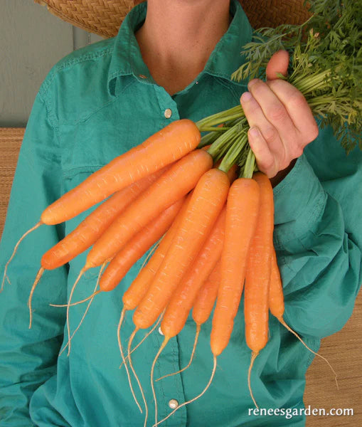Carrot Rotild Organic