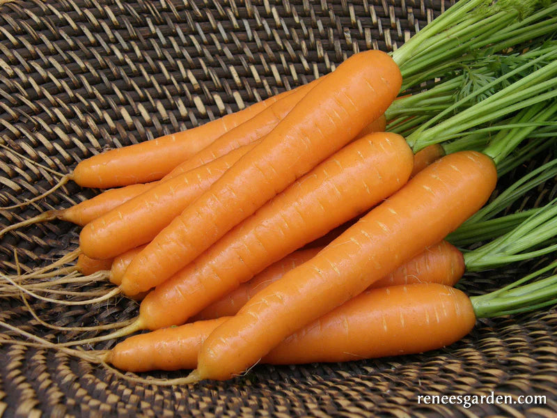Carrot Rothild Organic