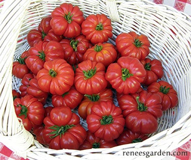Tomato Costoluto Genovese Organic