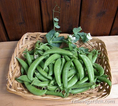 Pea Snap Sugar Daddy