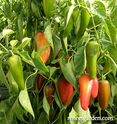 Pepper Mini Baby Belles