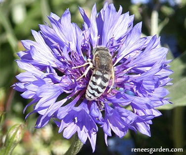 Flower Power for Nature's Pollinators Scatter Garden