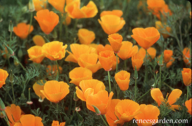 California Native Orange Poppy Scatter Garden