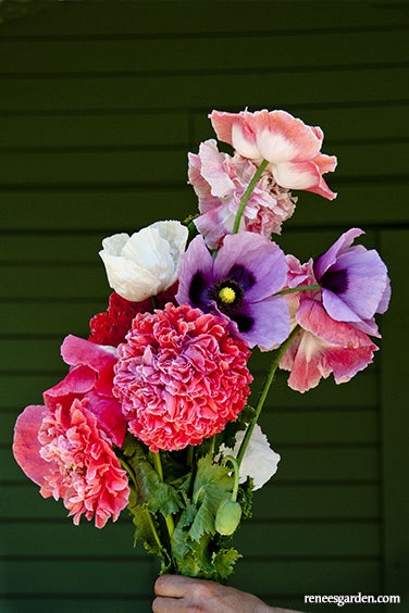 Poppy Carnation French Flounce