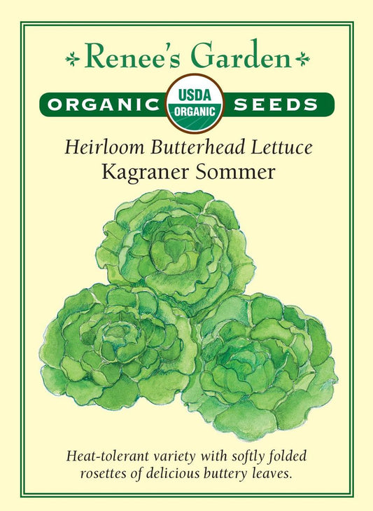 Lettuce Butterhead Kragraner Sommer Organic