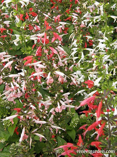 Salvia Container Bee Heaven