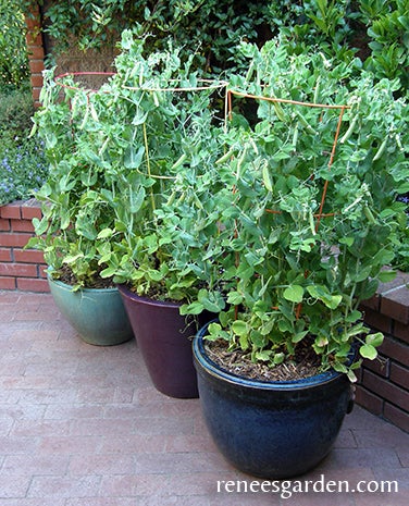 Pea Snap Container Little Crunch