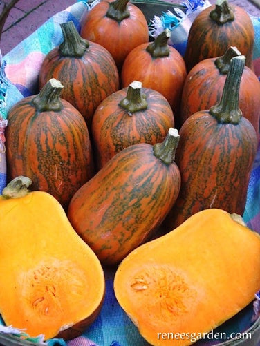 Squash Winter Baby Honey Nut