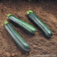Squash Dark Green Zucchini