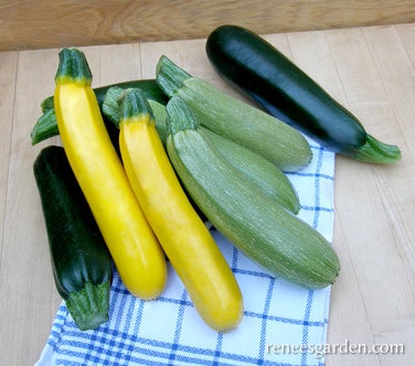 Squash Zucchini Tricolor Mix