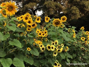 An Heirloom Sunflower Forest
