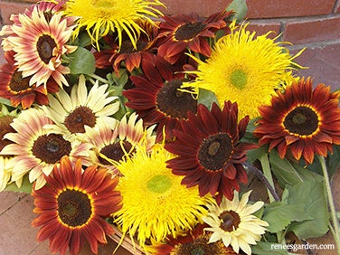Sunflower Sun Samba Colour Mix