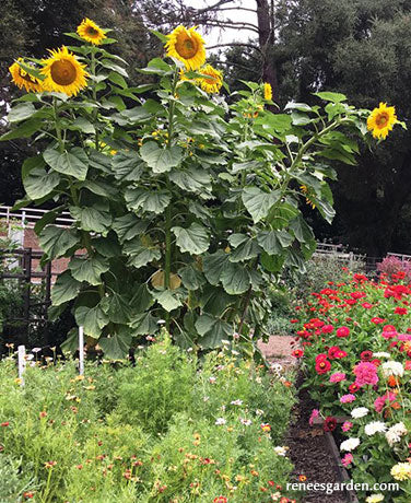 Sunflower Titan Giant