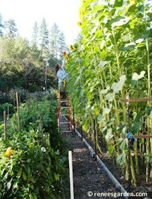 Sunflower Sunzilla Giant