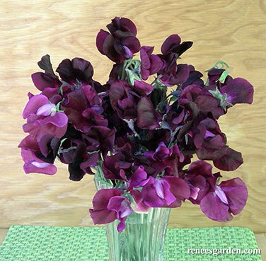 Sweet Pea Zinfandel Scented