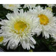 Daisy Sweet Daisy Rebecca 1G