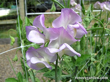 Sweet Pea April in Paris Scented