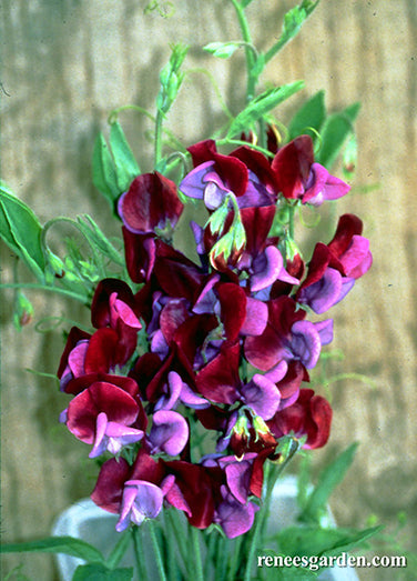 Sweet Pea Cupani's Original Scented