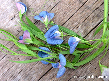 Sweet Pea Electric Blue Container