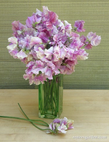 Sweet Pea Raspberry Twirls Scented
