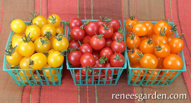 Tomato Cherry Tricolour Garden Candy