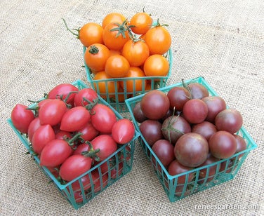 Tomato Cherry Triple Treats Organic