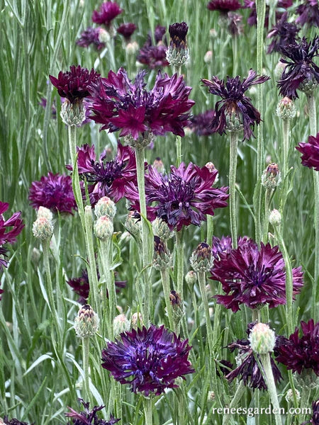 Cornflower Velvet Dawn