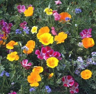 Scatter Garden Colourful & Carefree Annual Wildflowers