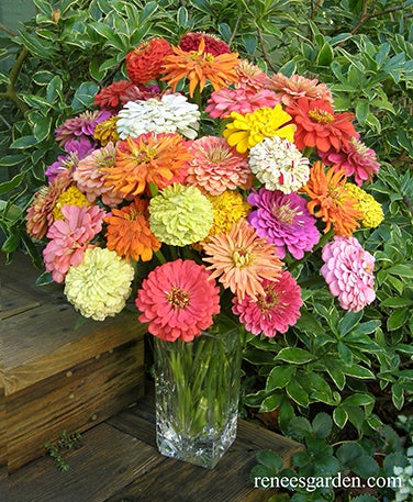 Zinnia Granny's Bouquet