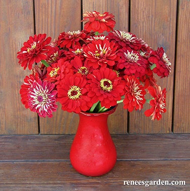Zinnia Moulin Rouge Red