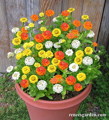 Zinnia Container Pixie Sunshine