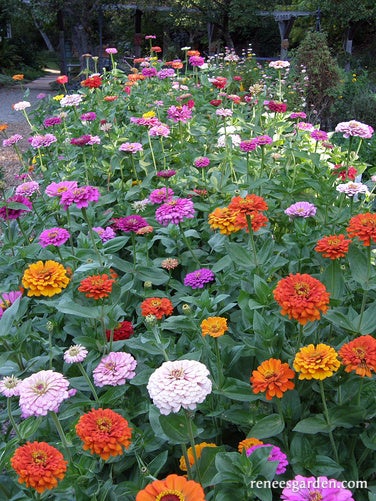Free Flowering Rainbow Zinnias Scatter Garden