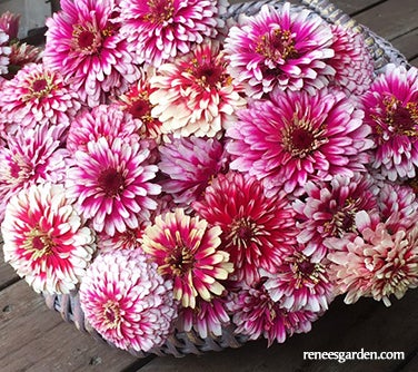 Zinnia Summer Pinwheels for Butterflies